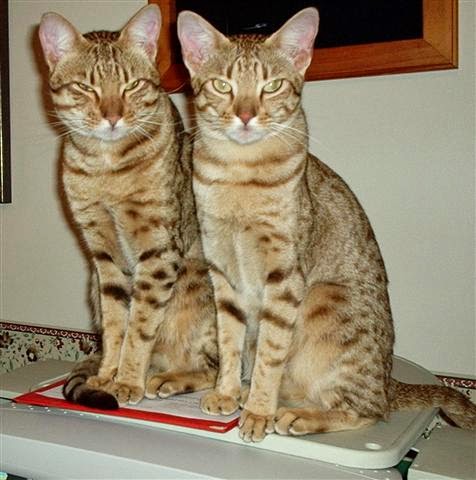 A Geriatric Grandmother Ocicat