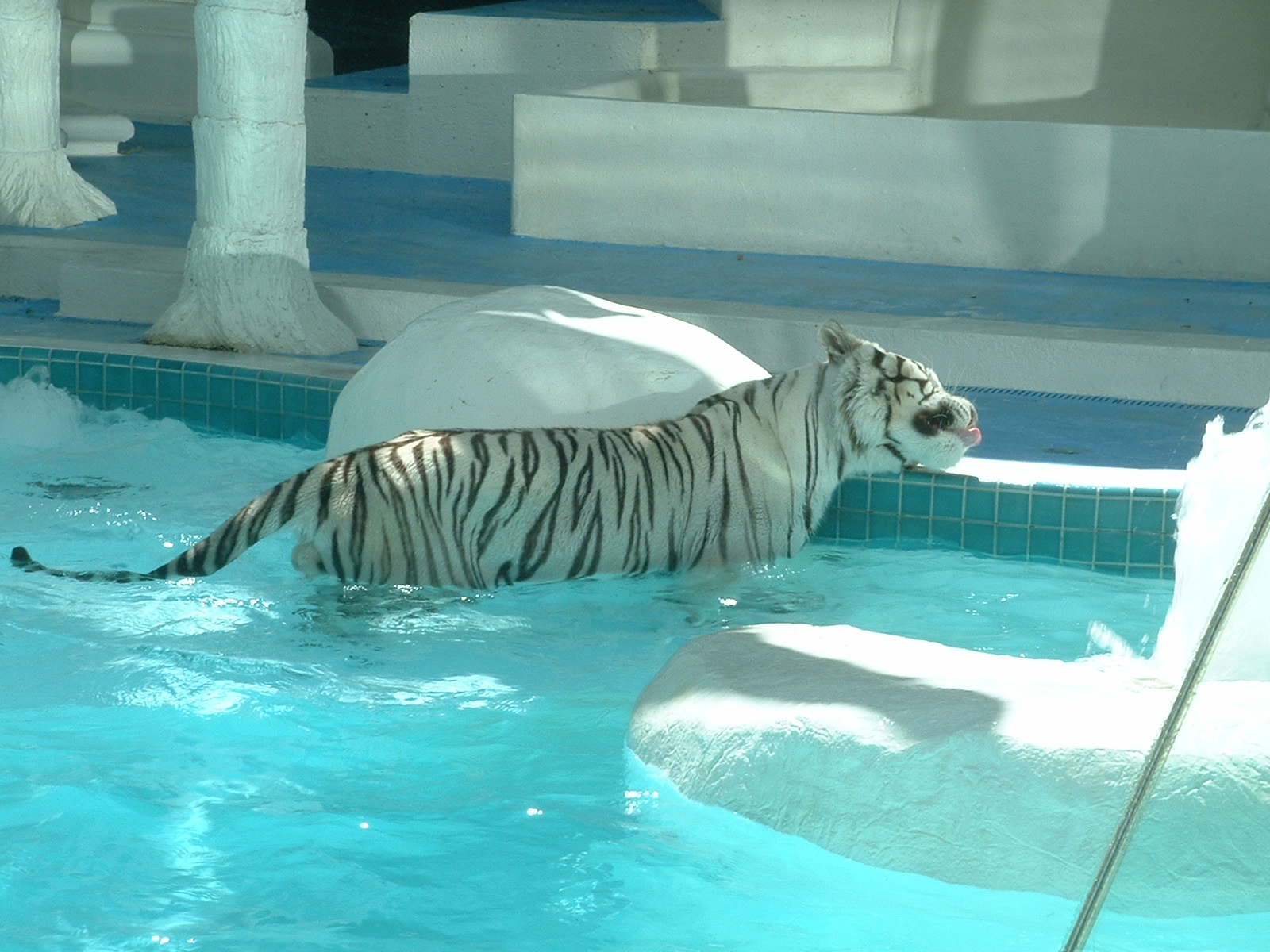 http://2.bp.blogspot.com/-02msQpYe4Uo/Tdo7wzP2CWI/AAAAAAAAAoY/165KVycX2GI/s1600/mirage-white-tiger-habitat-white-tiger-34.jpg