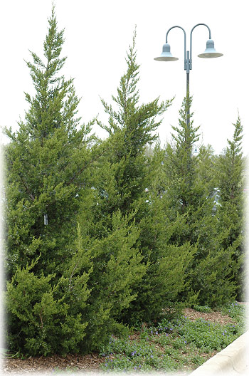 Gardens Plants And Design Arkill Design Structural Shrubs