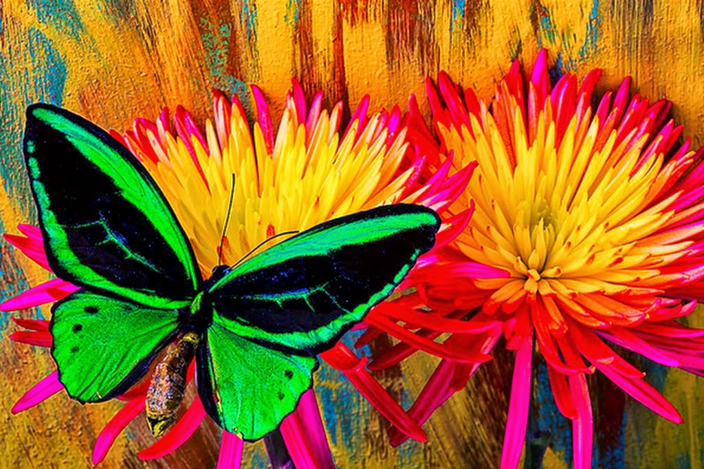 flores-y-mariposas-verdes-fotos flores-y-mariposas-de-colores-fotos
