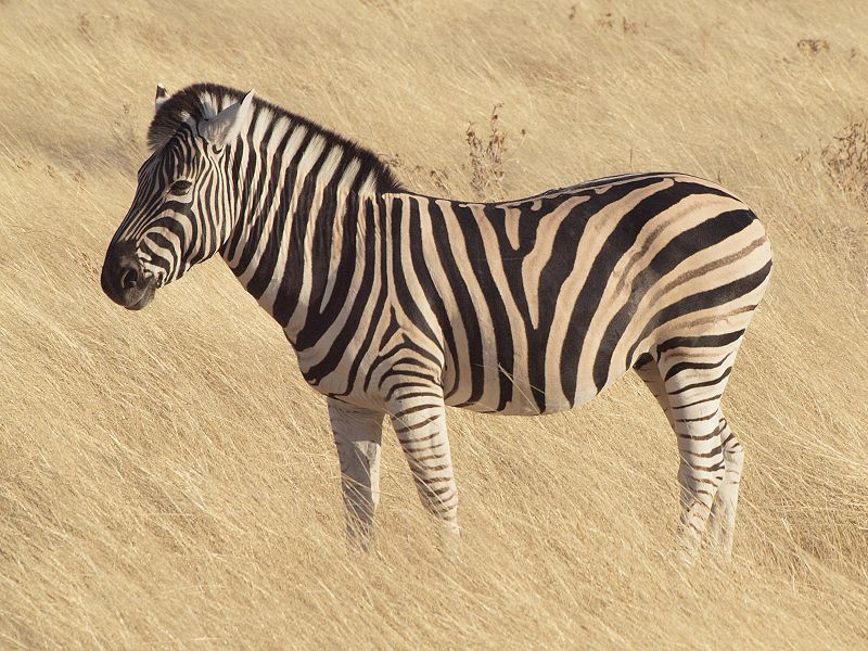 Plains Zebra