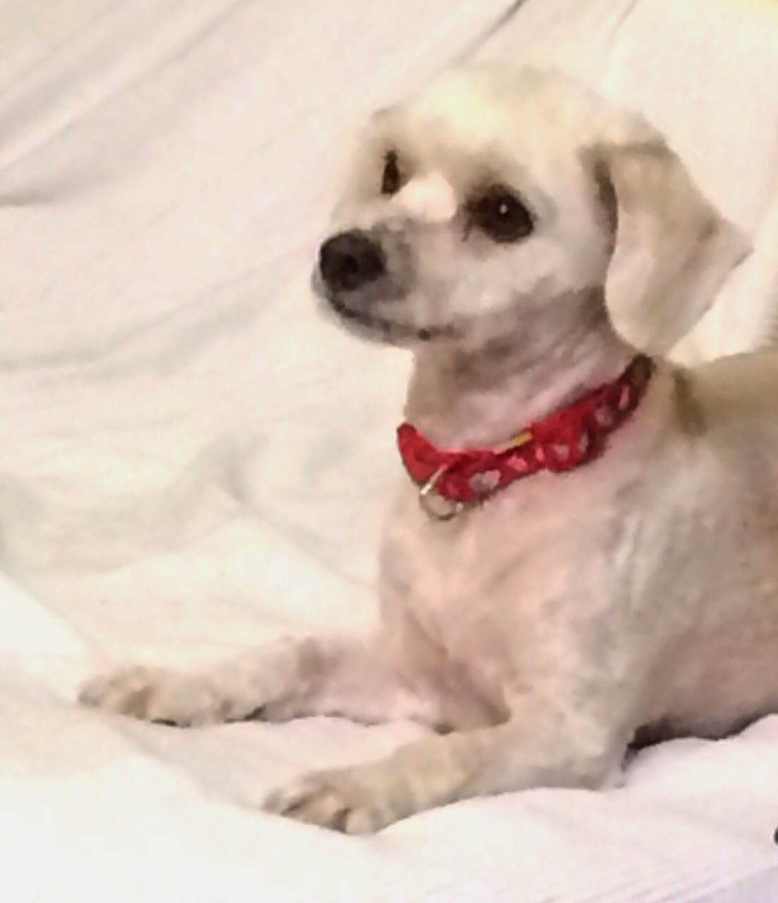 Lebensretter für Hunde aus Tötungsstation gesucht! Kleine Hunde