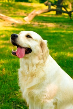 Temperament and Personality of Labrador Retriever