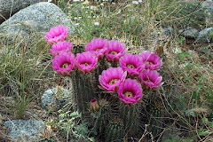 Cactus Flowers