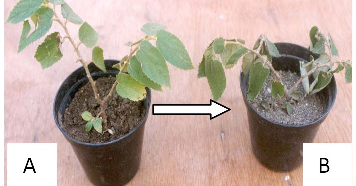 Mengidentifikasi Ciriciri Makhluk Hidup download