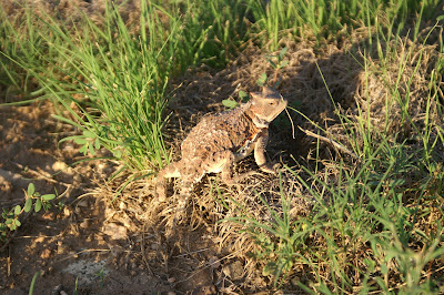 Horned Lizard/Horned Toad