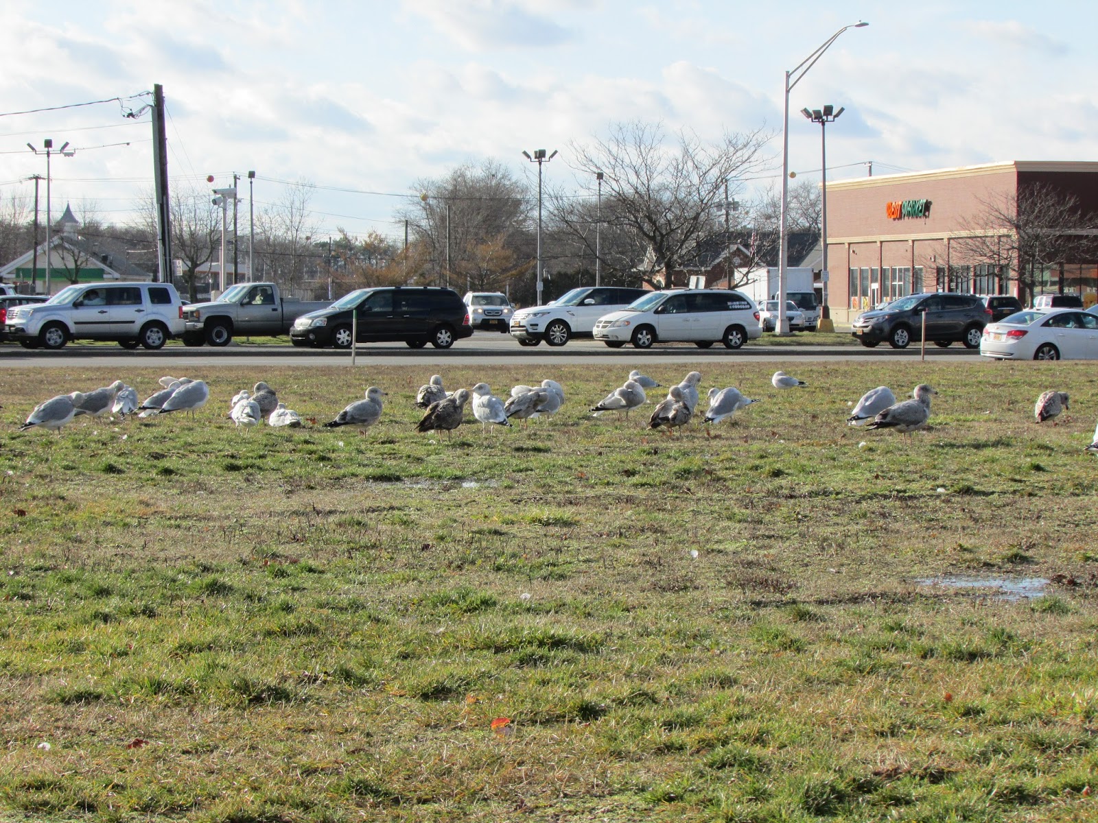Long Island Birding Shirley, Mastic Beach