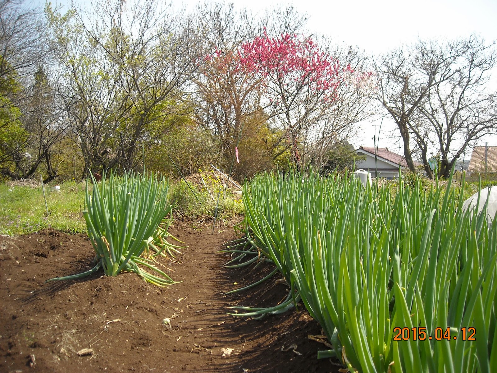 さとう家の野菜畑 ナバナと九条ネギ