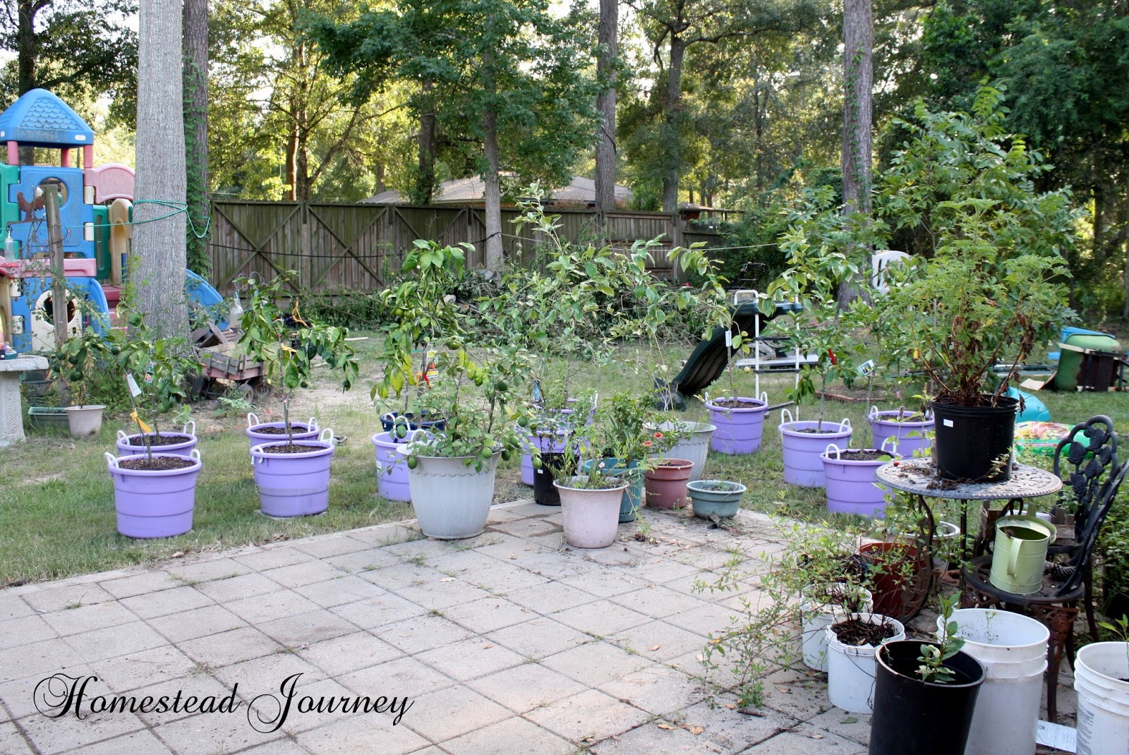 Rare Breed Farms: Caring for Citrus Trees and Other Potted Plants