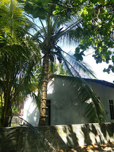 Innovative and easy method of "COCONUT PLUCKING" on Omadhoo Island.