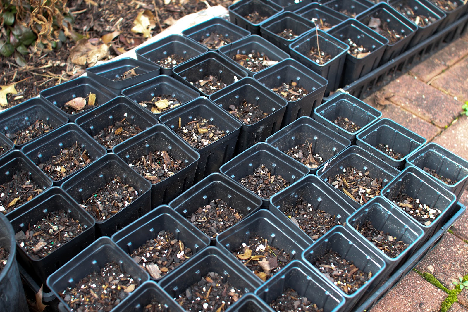 A Suburban Wilderness Winter Sowing Seed Project Part 2
