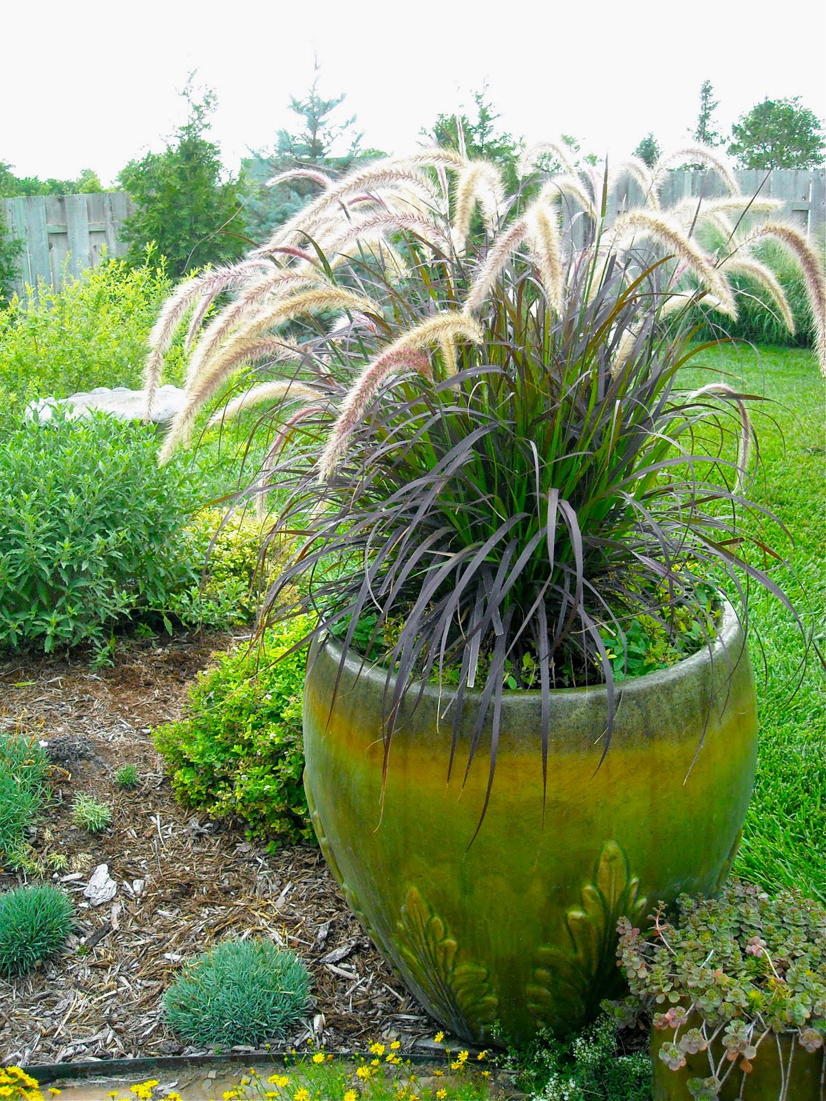 A Kansas Prairie Garden Purple Fountain Grass...Every Year