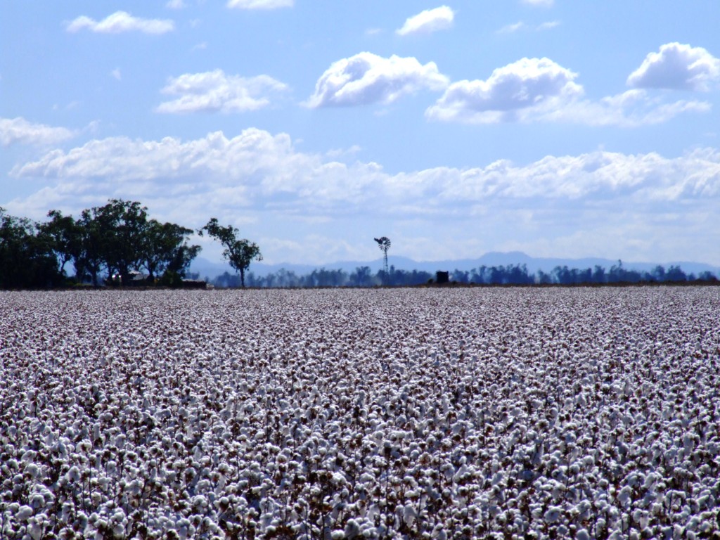 Robbiebago Adventures Oh when them cotton balls get rotten...