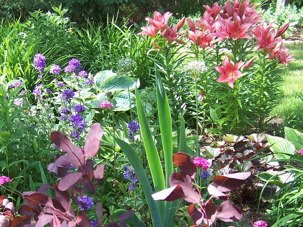Perennial Passion These 'Manhattan' Asiatic Lilies are Wowing Me this