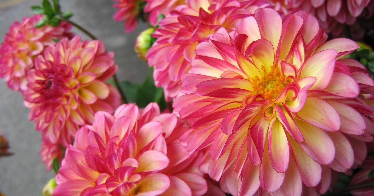Notes and News from Shady Grove Gardens Dahlias as Cut Flowers