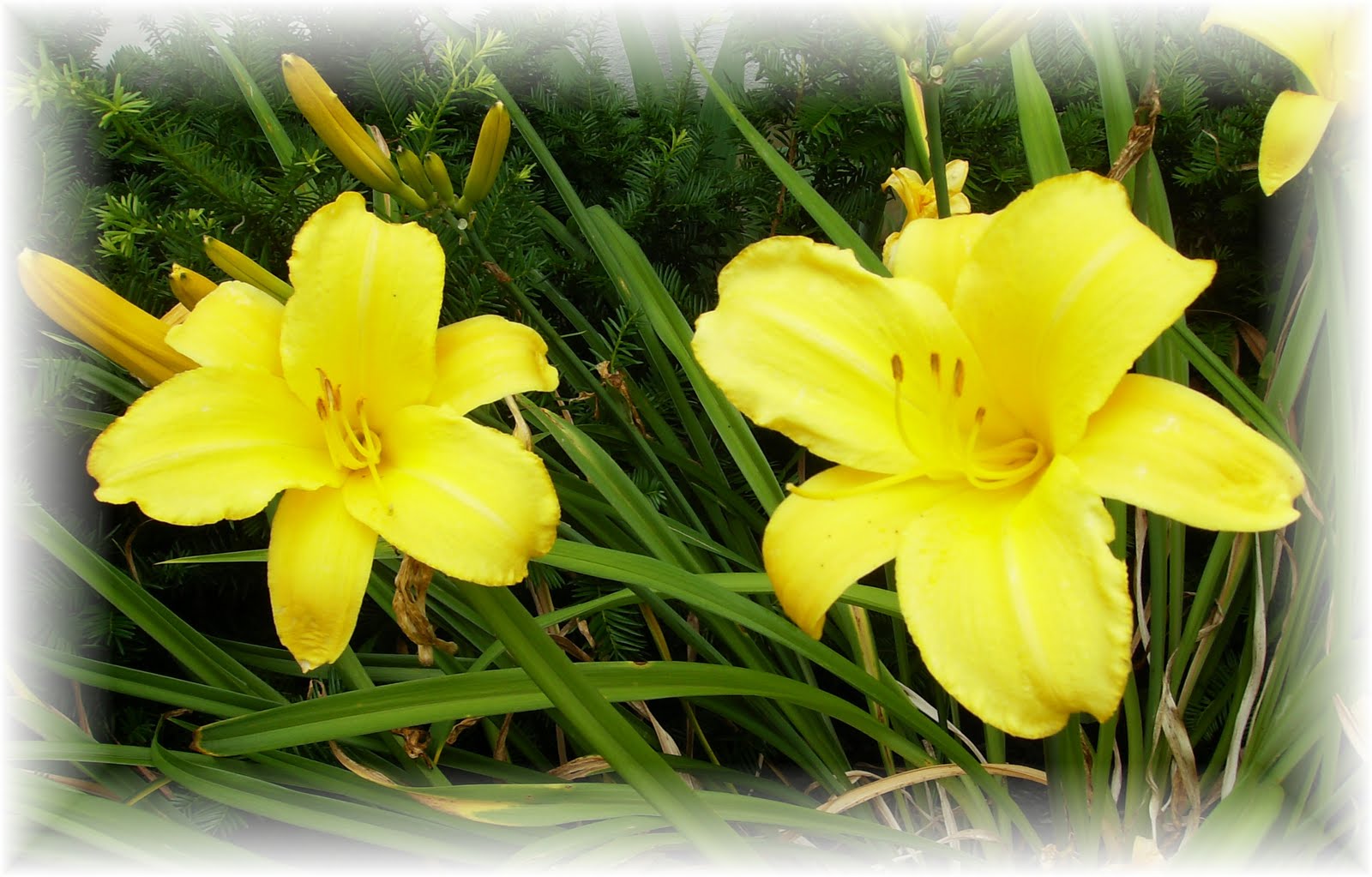 watering-iris.jpg watering-iris.jpg