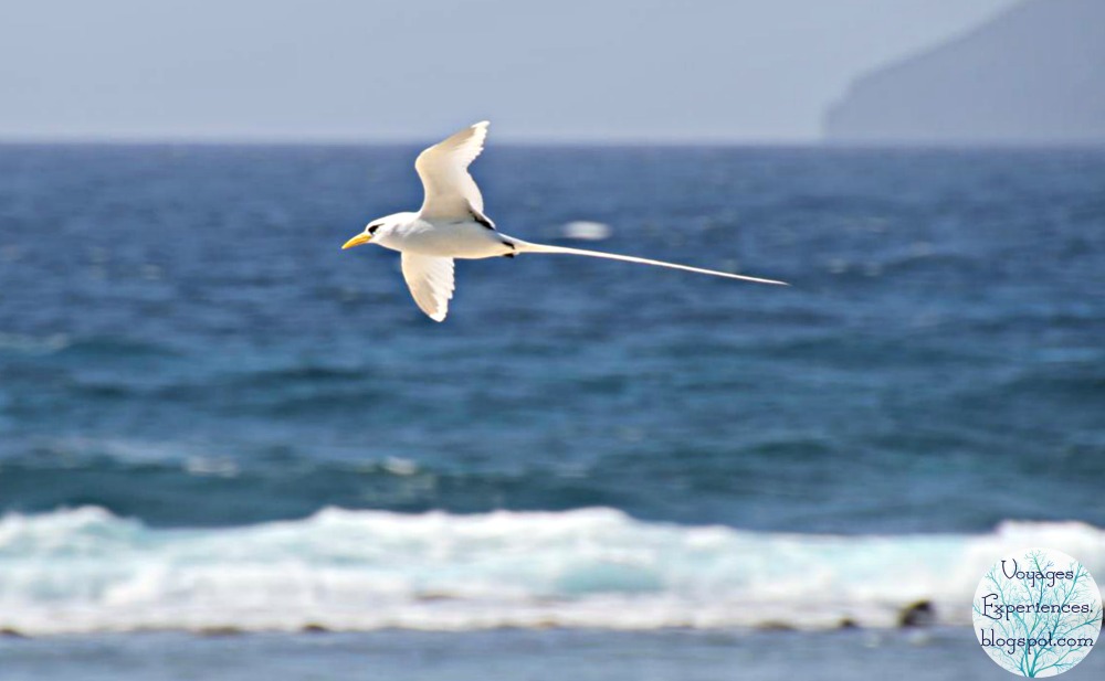 Voyages et Expériences Oiseaux de l'île Maurice