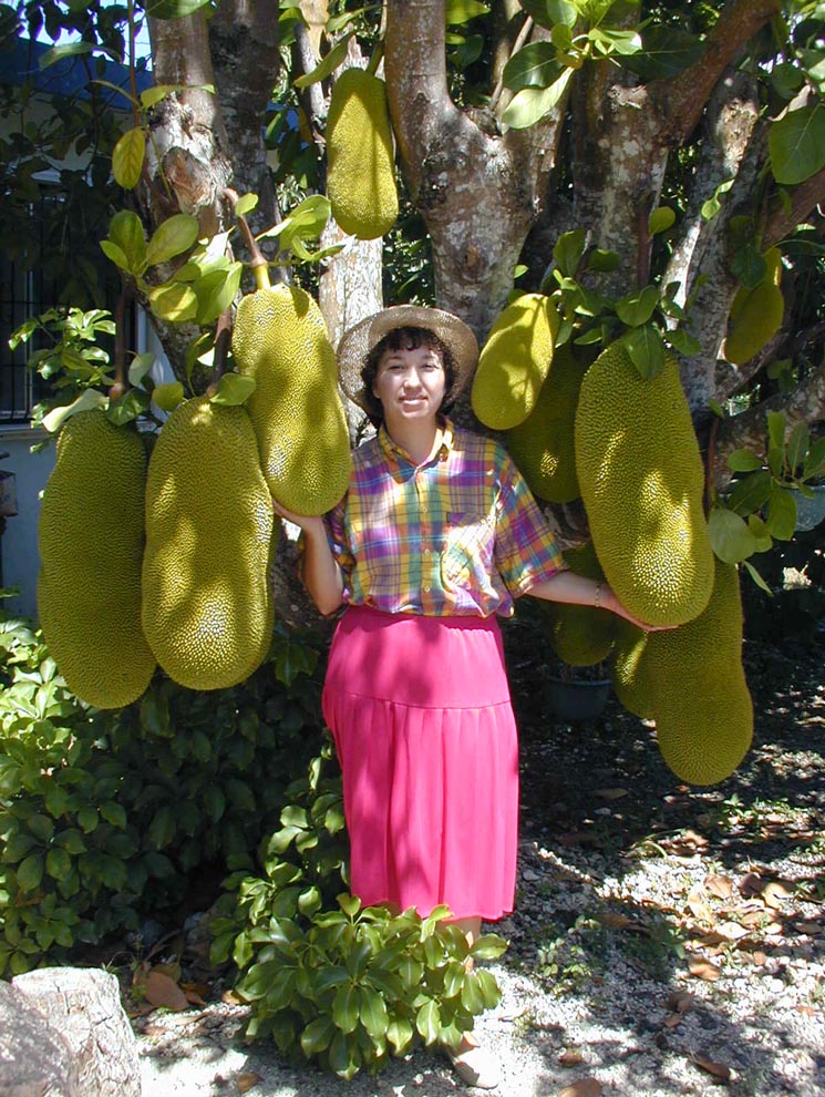 jack fruit fruit stands near me jack fruit fruit stands near me