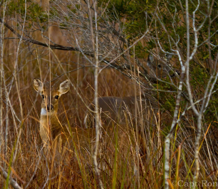 Whitetail Deer