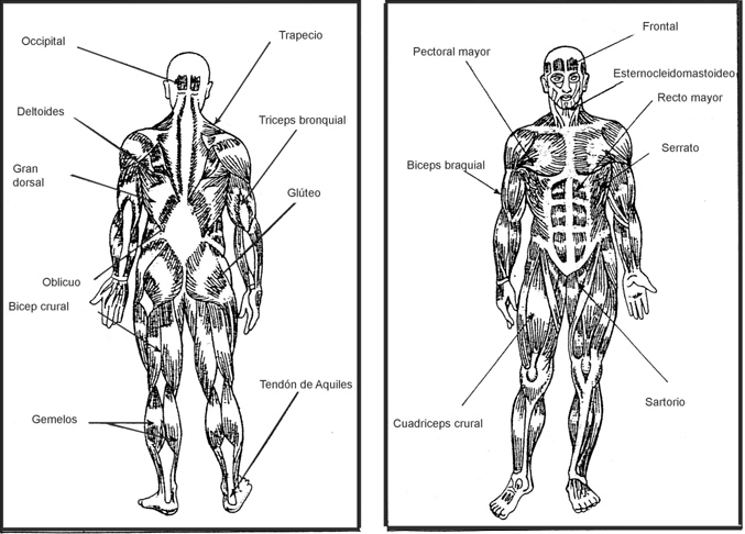 El Cuerpo Humano Sistema Muscular