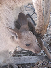 Australie joey