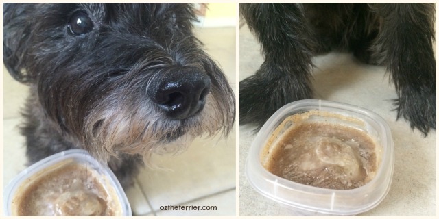 Oz the Terrier cools off with frozen Strawberry Banana Dixie Pups with SuperGravy dog treats