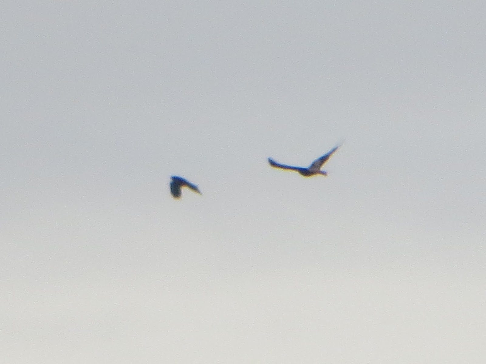 I saw this two birds of prey frolicking out my bedroom window!!