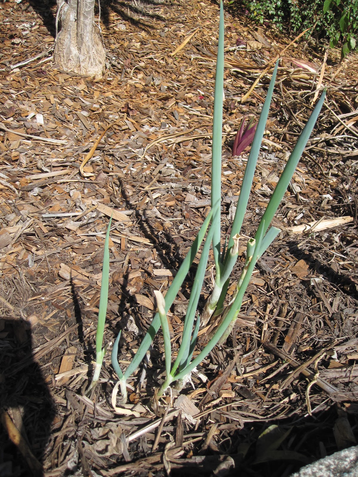 Cassadiva How To Keep Shallots Fresh...
