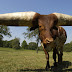 Largest Horn Circumference - Steer "Guinness World Records"