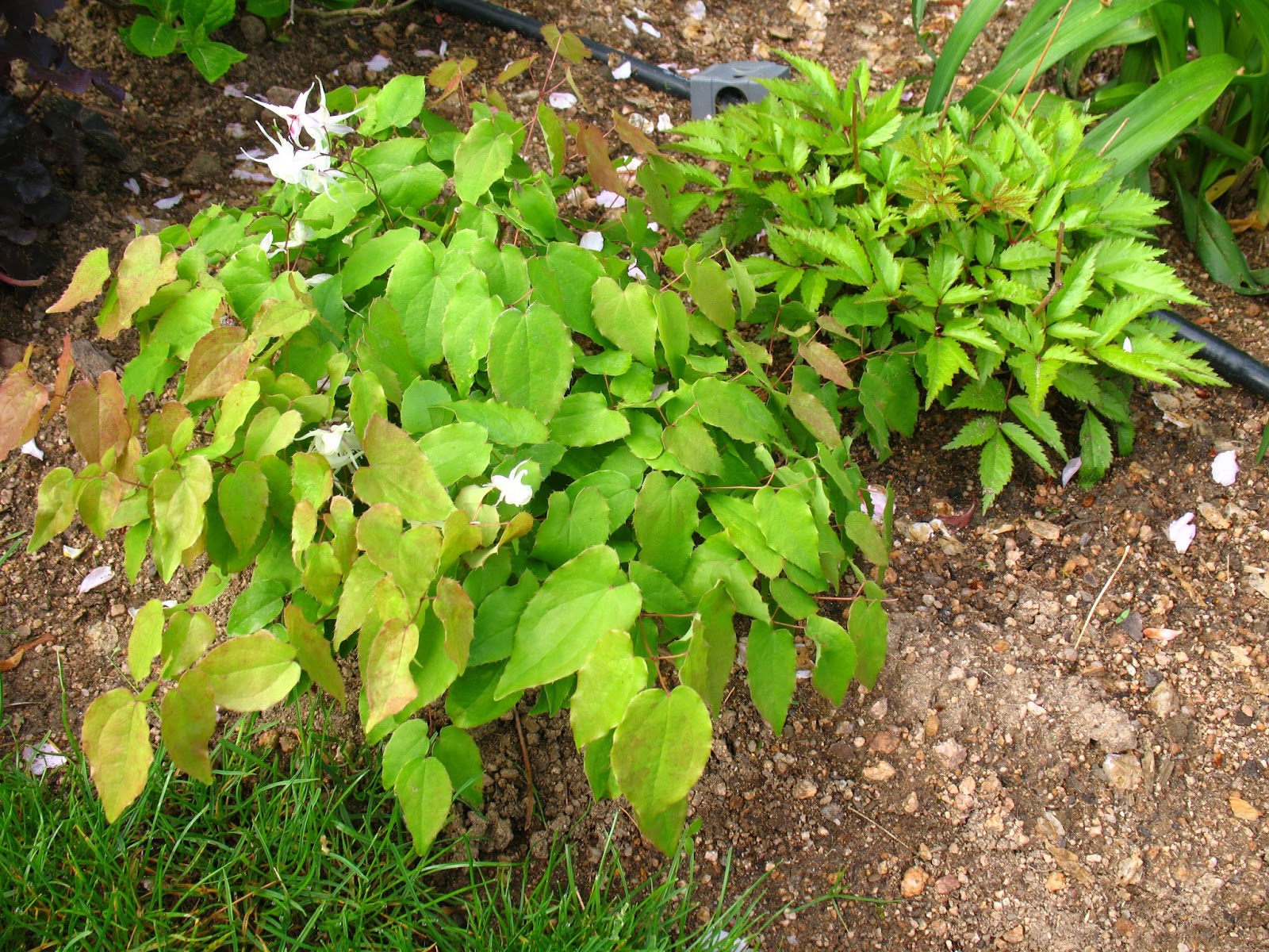 Garden Shrubs Greenery For Cutting And Arranging