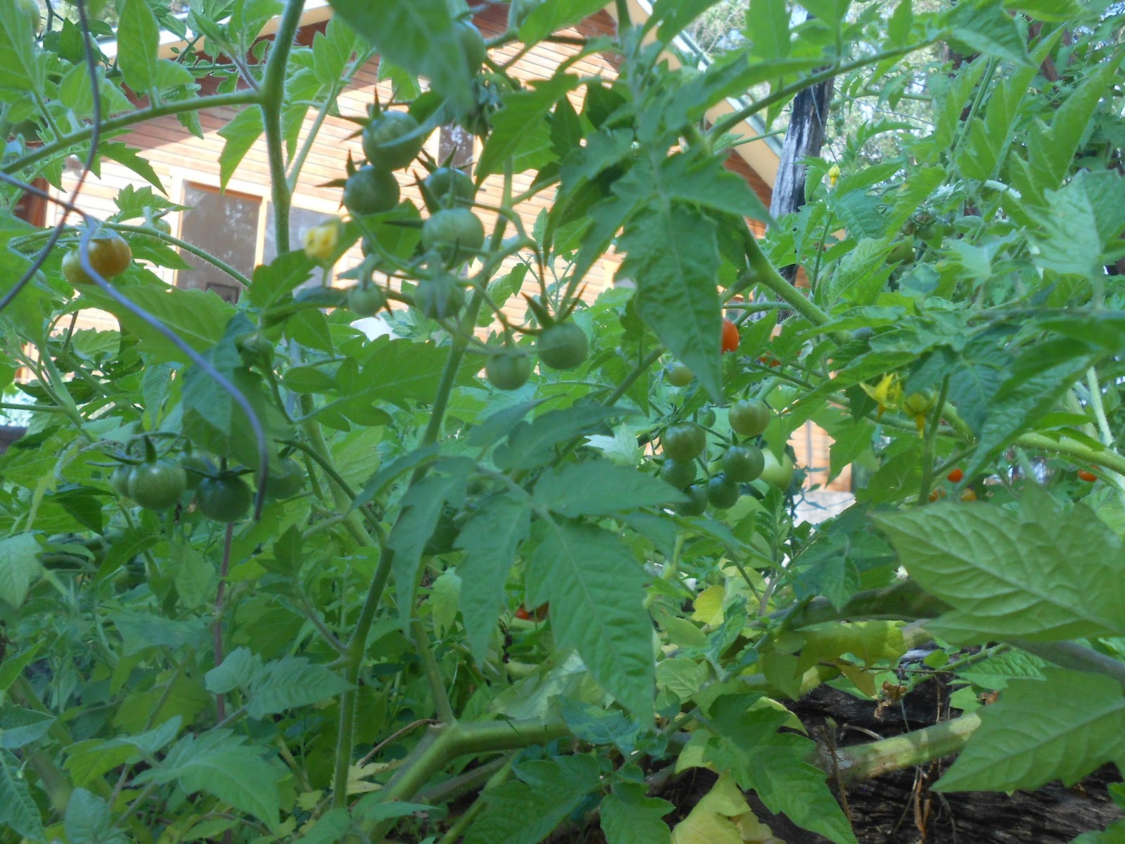 Add More Green What's For Dinner? (First Tomato Harvest)