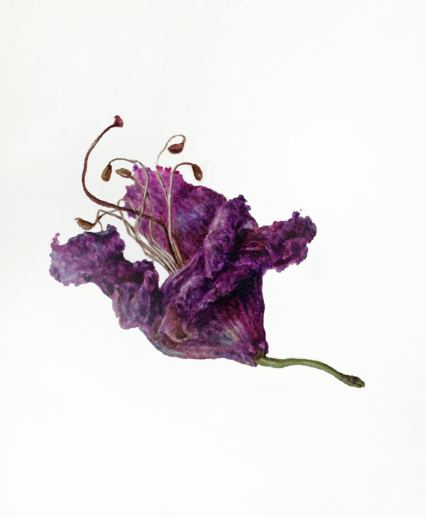 Dianne Sutherland Painting no. 13 of the 30 day Challenge, Dried Rhododendron Flower