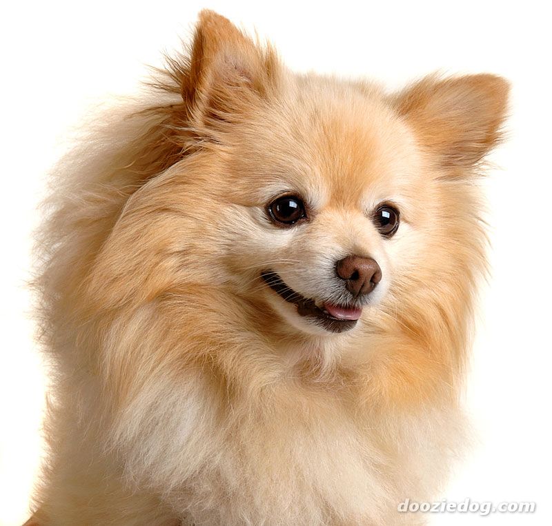 Free Pets Small Dogs Free Pets Small Dogs