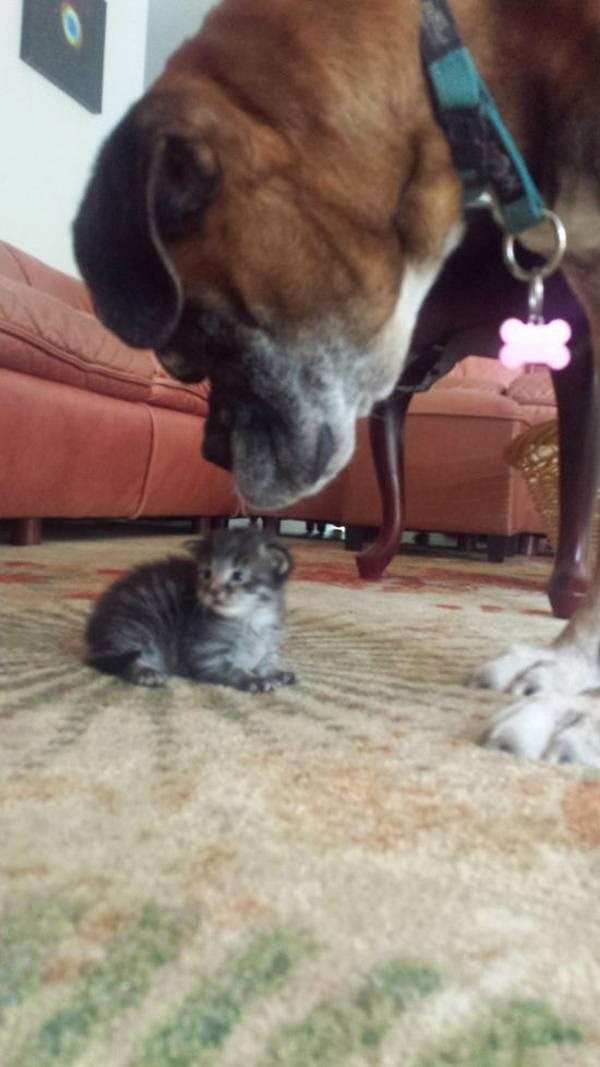 Boxer dog meets new kitten (6 pics) Amazing Creatures