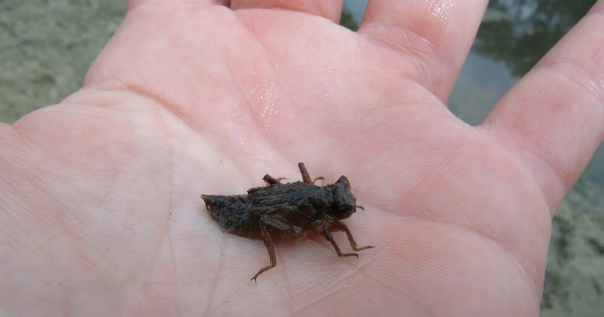 Baby Crickets