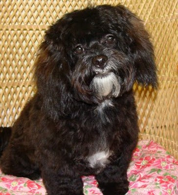 Shih+tzu+poodle+mix+puppies+for+sale+in+ohio