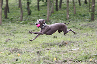 ABIGAIL Pustynny Wiatr Italian Greyhound