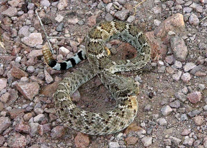 The Apocalypse Observer Spiders and Scorpions and Snakes! Oh, My! Tips