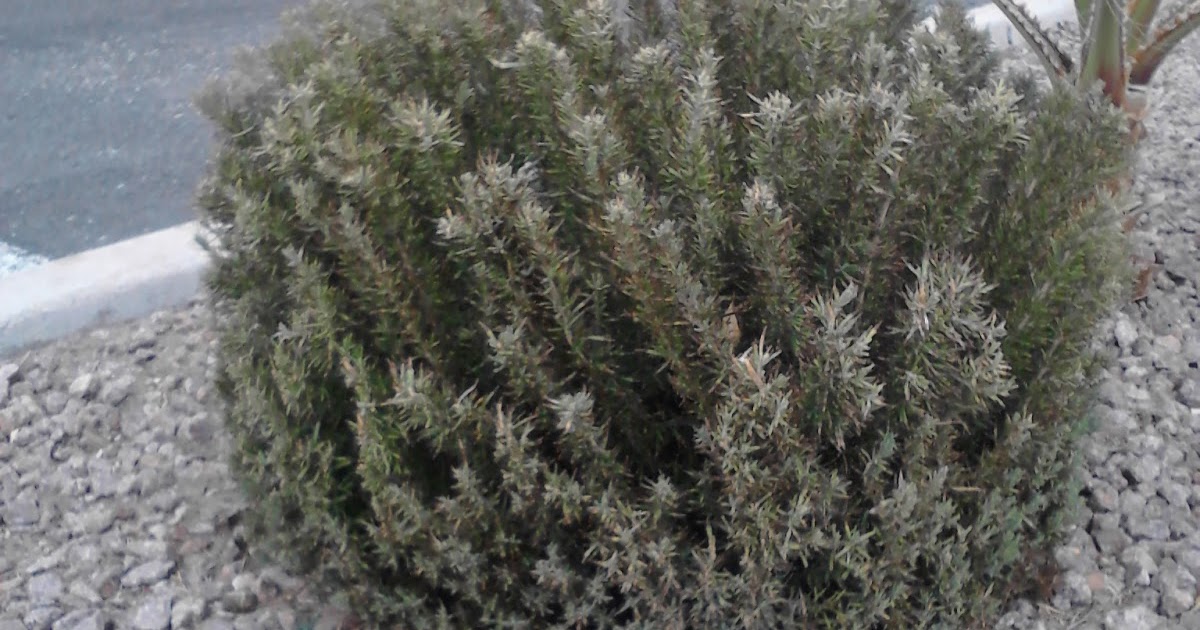 Xtremehorticulture of the Desert More Rosemary Dying