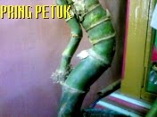 Pring Pethuk ASLI - ALAMIAH - ORIGINAL
