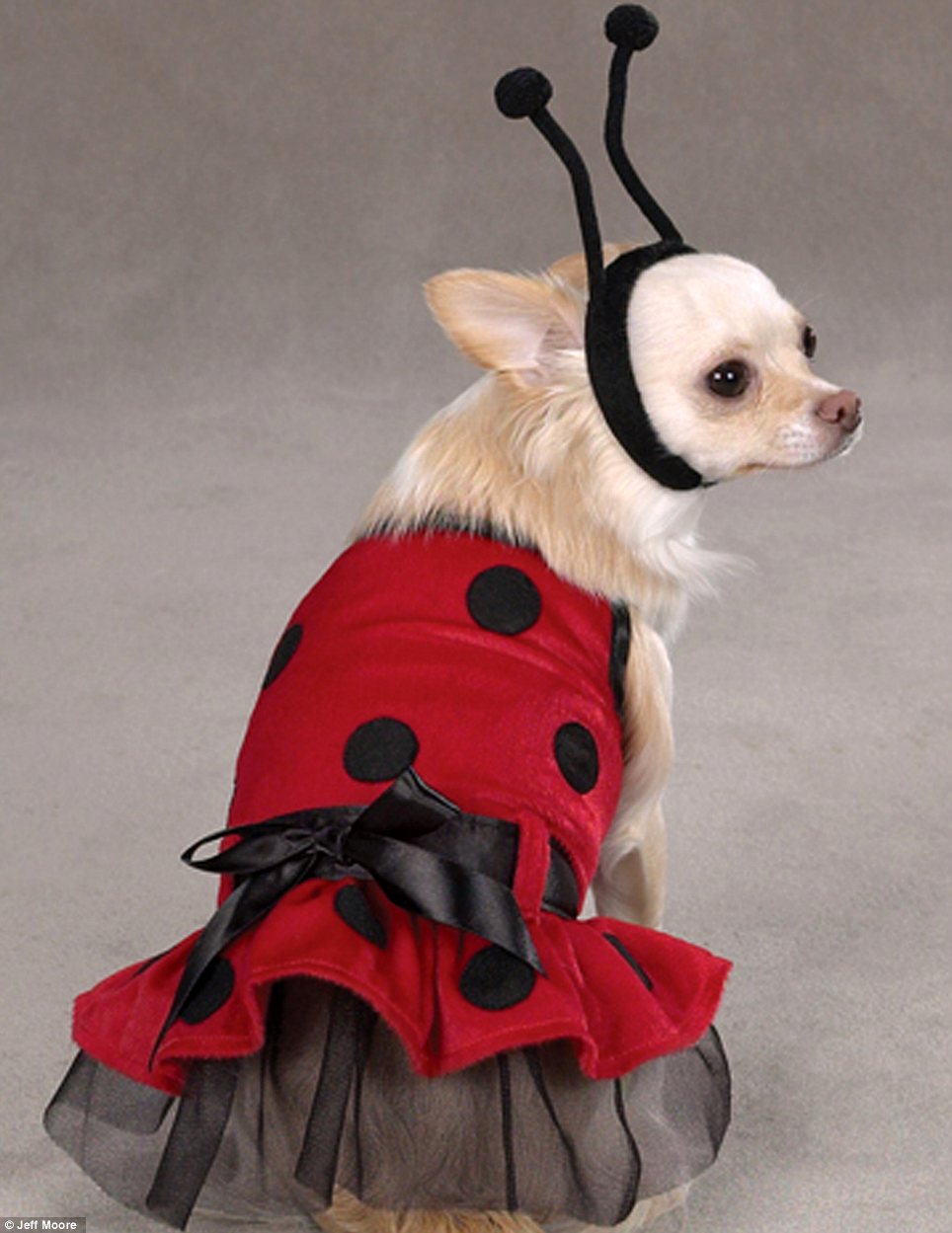 Now dogs can do fancy dress too (but the poor pups don't look best