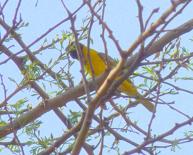 Birding For Pleasure Birds in My Friends' Garden in Johannesburg