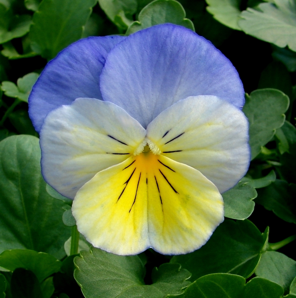 Viola Wiki