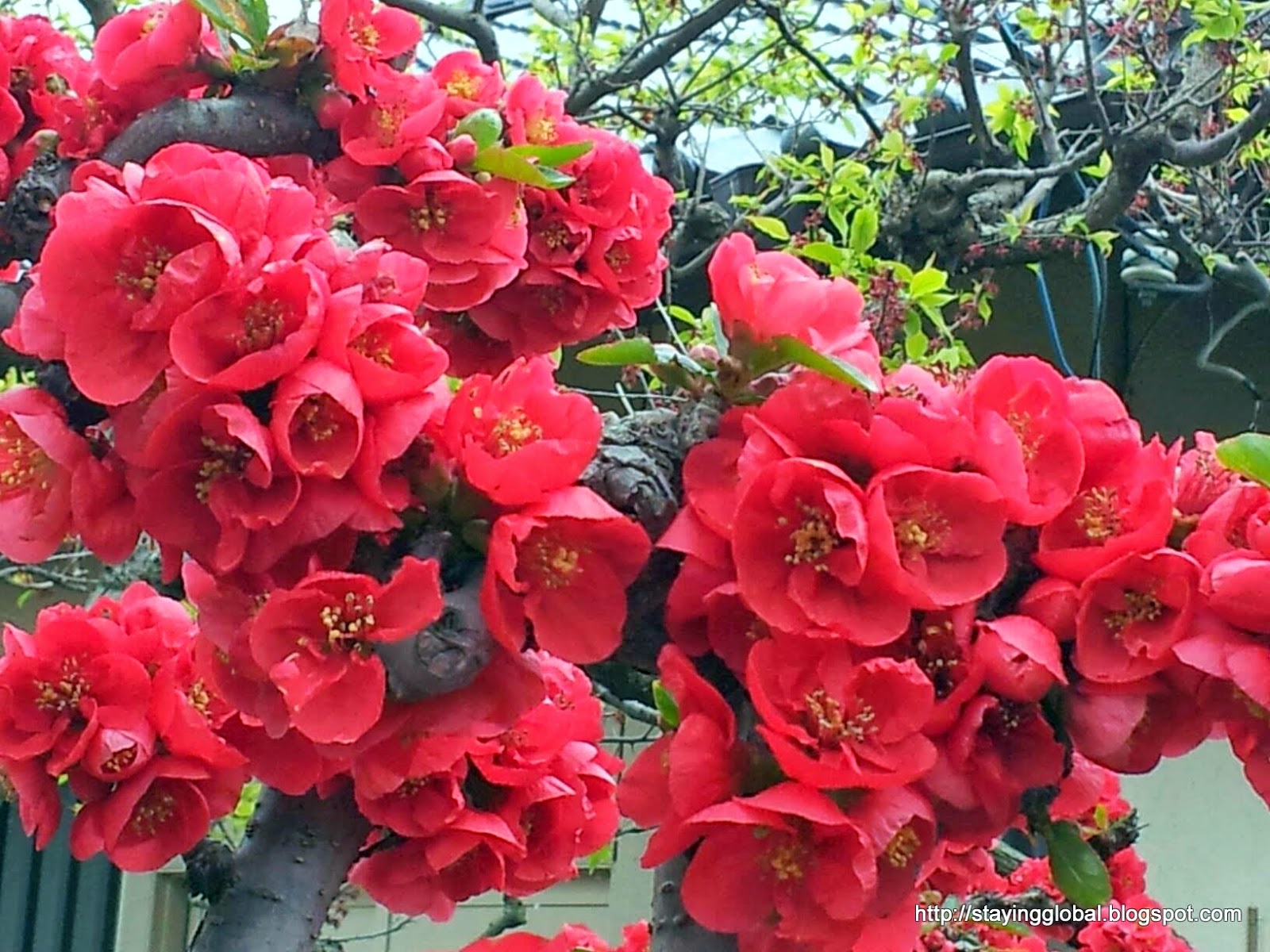 A Global Life Cherry Blossom The different kinds