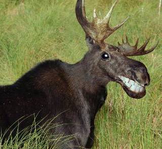 [Image: happy_moose%5B1%5D.jpg]