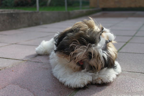 Shih Tzu Olaf