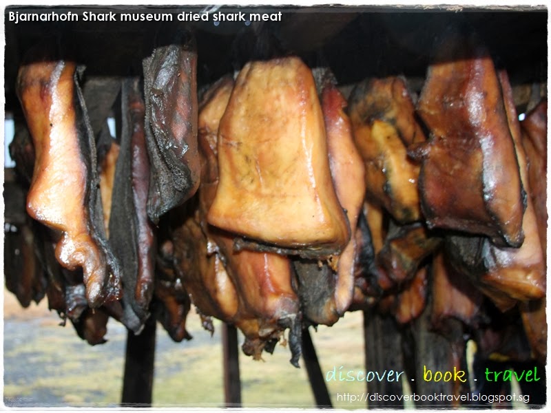 Extreme Taste Challenge Eating the Rotten Shark in Iceland