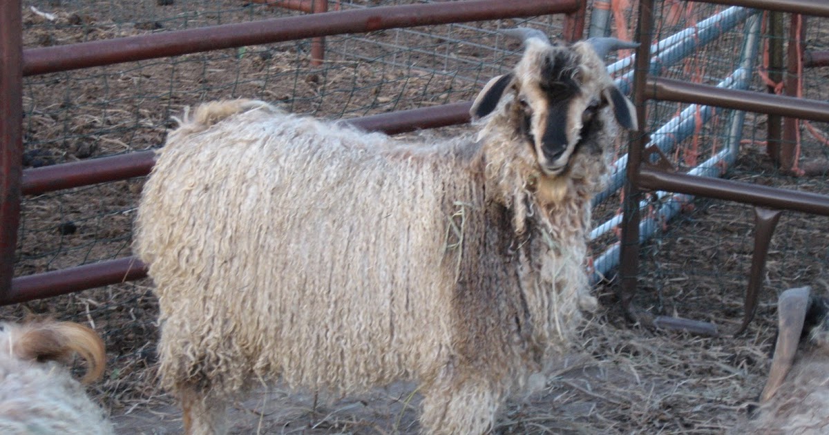 Kansas Fiber Farm Angora goats for sale