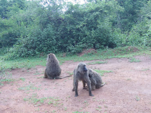 Akagera National Park