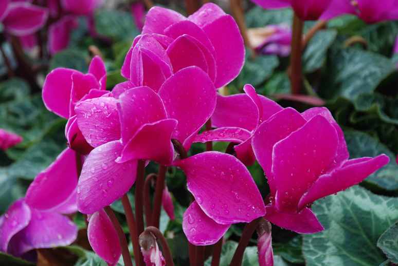 Cyclamen Meaning